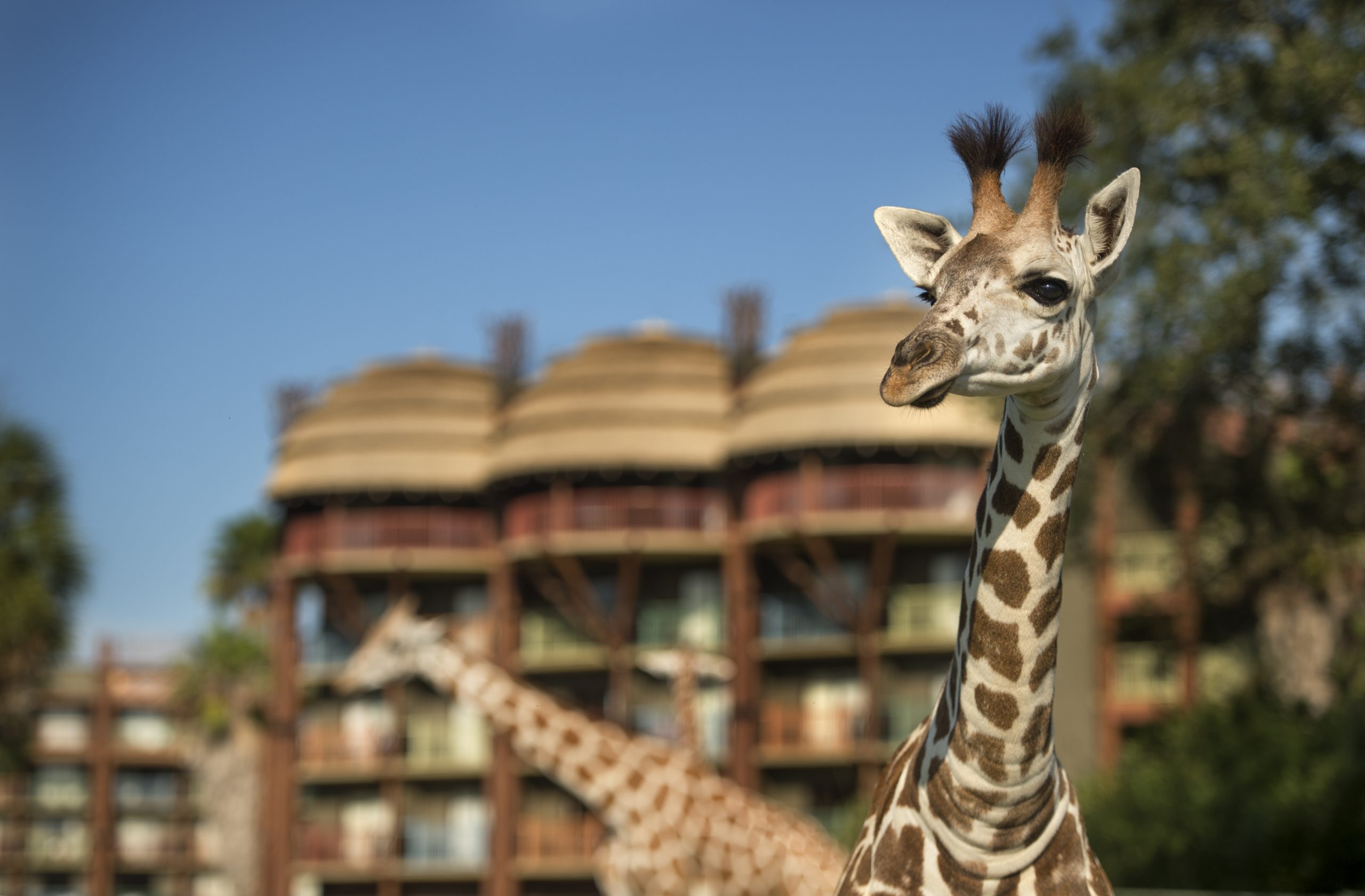 Disney’s Animal Kingdom Lodge