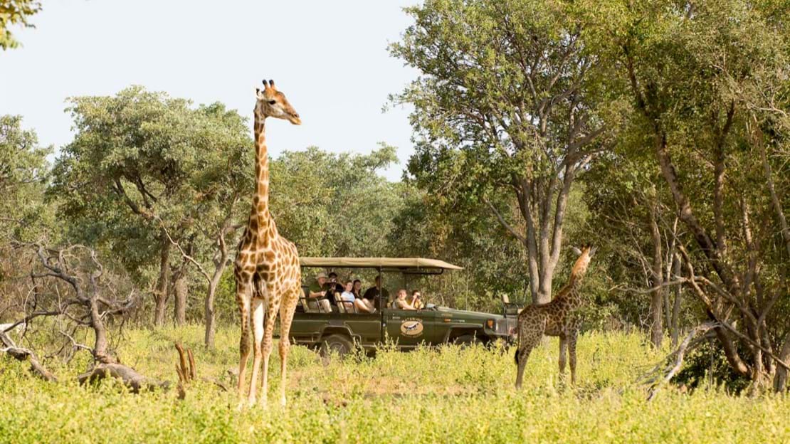 Safari in South Africa – Book Now Save £250pp