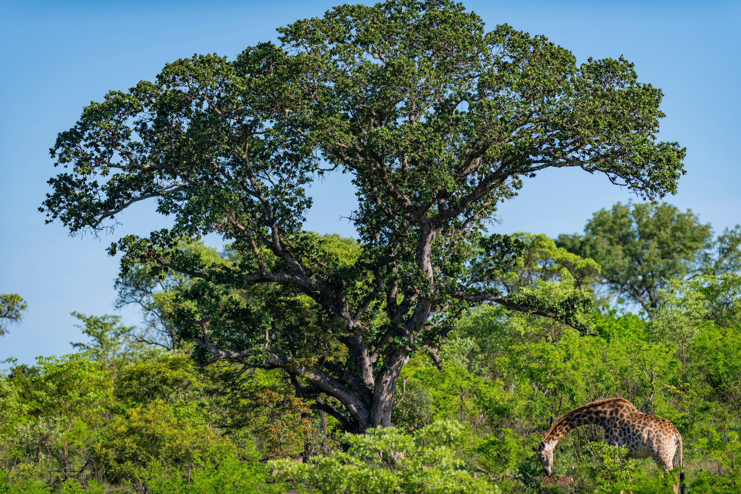 South Africa, Mabula Game Lodge, All-inclusive stay + Safari Game Drives & Experiences included!