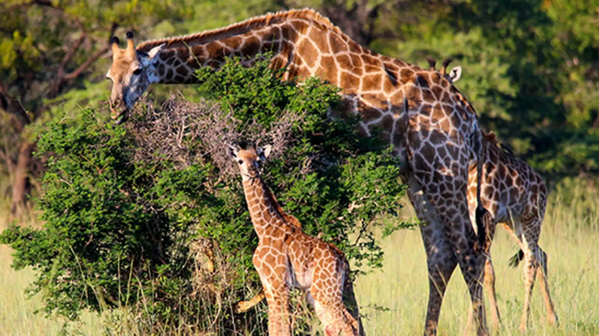 All Inclusive South African Safari – Mabula Game Reserve