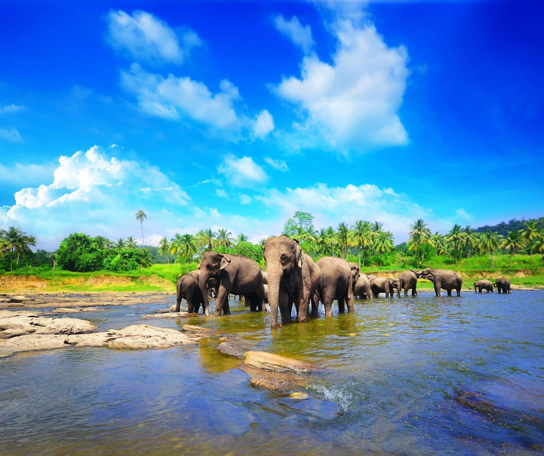 Sri Lanka, Elephants, Temple, Gardens & Beaches