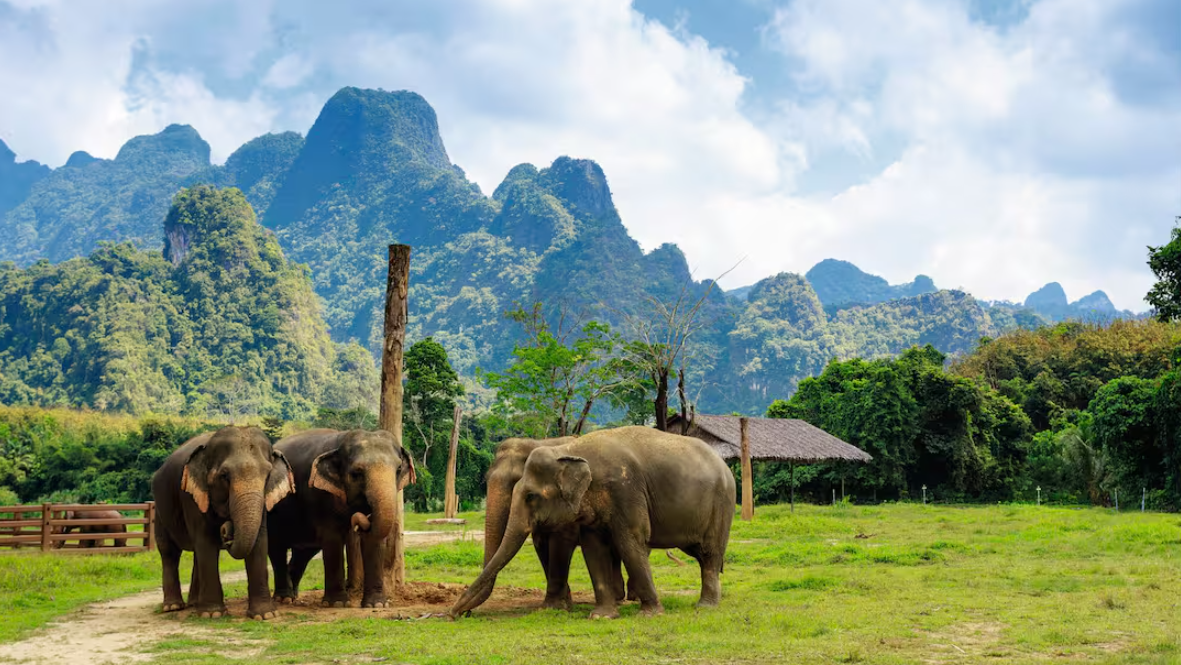 3 Centre Phukett, Khao Lak & Elephant Hills Thailand Adventure & Relax Family Holiday